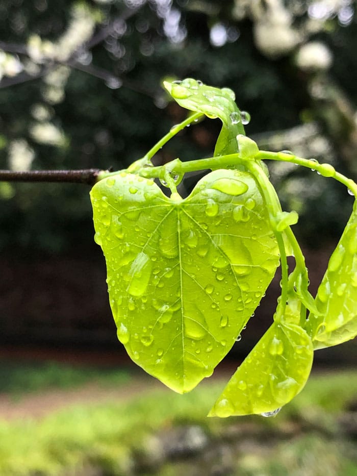 5 Steps for Foraging